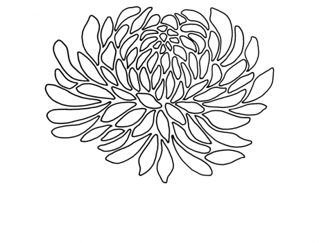 Chrysanthemum 1